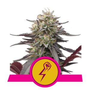 Green Gelato