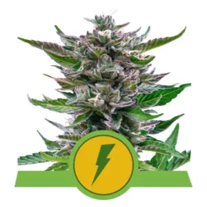 North Thunderfuck Auto