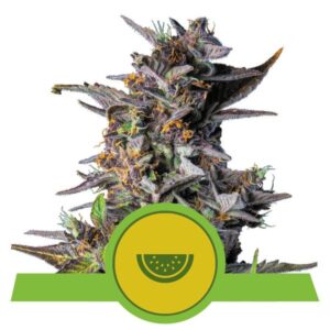 Watermelon Auto
