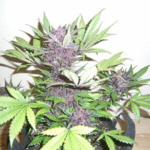 Crystal Meth Auto