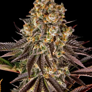 Gelato #45
