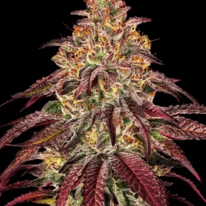 Mimosa X Orange Punch Auto