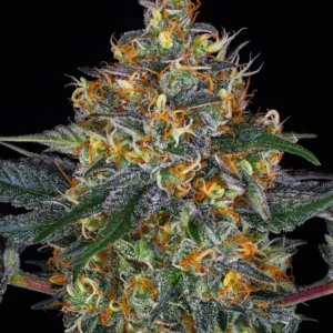 Moby Dick Auto
