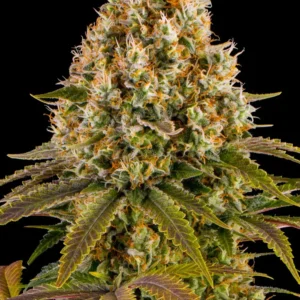 Strawberry Lemonade