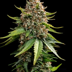 White Widow XXL Auto