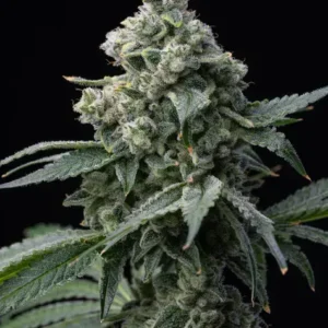 Bruce Banner