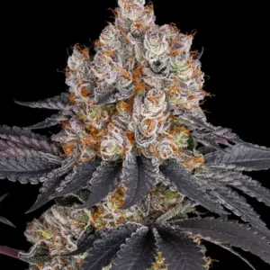 Gelato