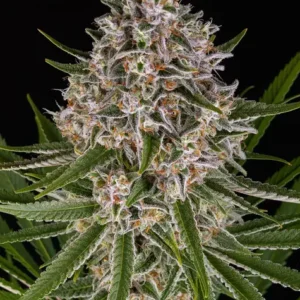 Lemon Haze Auto