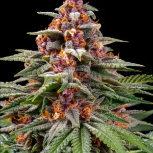 Runtz Auto